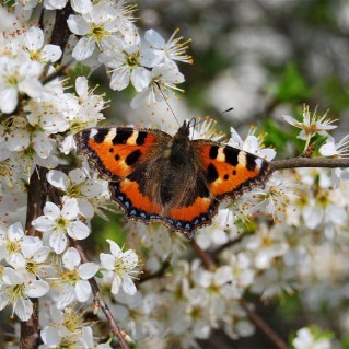 Tortoiseshell Butterfly on blackthorn