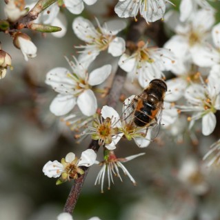 Hoverfly on Hawthorn