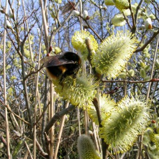 Bumblebee on goat willow