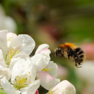 Common Carder Bee on Crab apple
