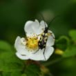 Longhorn beetle on Dog rose