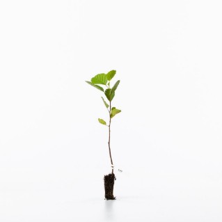 Single alder sapling