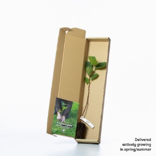 Single alder sapling in a box