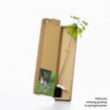 Alder buckthorn sapling in a box