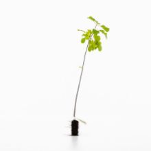 Alder buckthorn sapling Alder buckthorn sapling