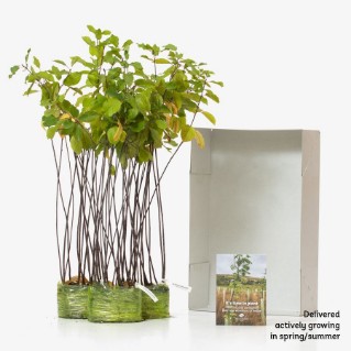 45 alder buckthorn saplings