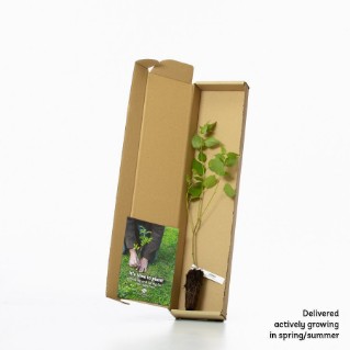 Aspen sapling in a box