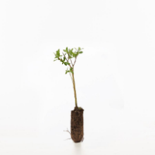 Bay willow sapling Bay willow sapling