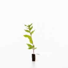 Show details for Bird Cherry (Prunus padus) Picture of Bird Cherry (Prunus padus)