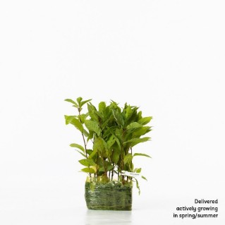 15 Bird cherry saplings