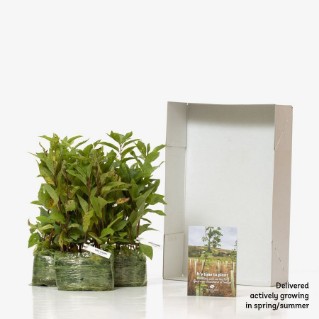 45 Bird cherry saplings