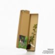 Blackthorn sapling in a box