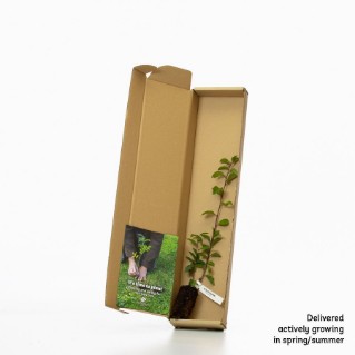 Blackthorn sapling in a box