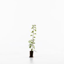 Blackthorn sapling Blackthorn sapling
