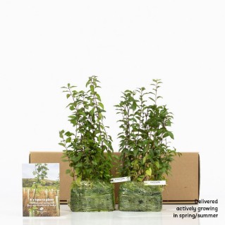 30 Blackthorn sapling