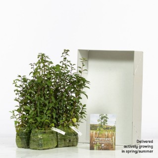 60 Blackthorn sapling