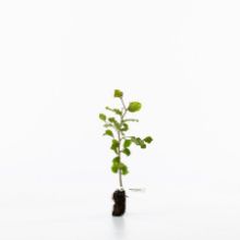 Common beech sapling Common beech sapling