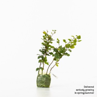 4 Common beech sapling