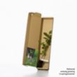 Common beech sapling in a box