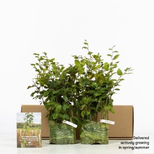 30 Common beech saplings