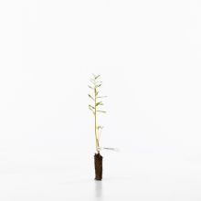 Common osier sapling  Common osier sapling