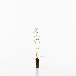  Common osier sapling