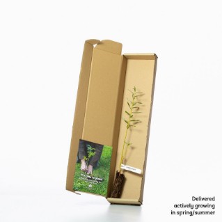 Common osier saplingin a box