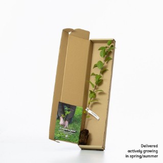crab apple sapling in a box