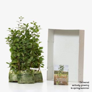 45 Crab apple saplings