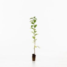 crab apple sapling crab apple sapling