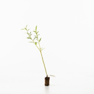 crack willow sapling