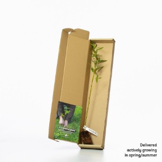 crack willow sapling