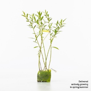 4 crack willow saplings