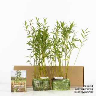 30 crack willow saplings