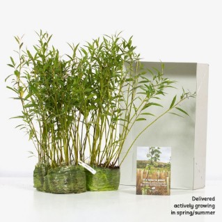 60 crack willow saplings