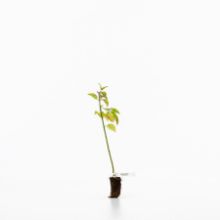 Dogwood sapling Dogwood sapling