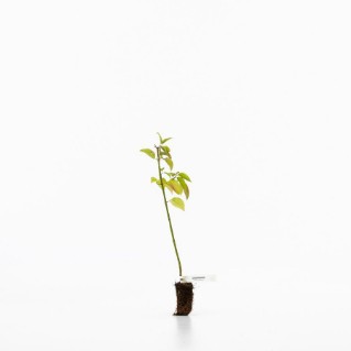Dogwood sapling