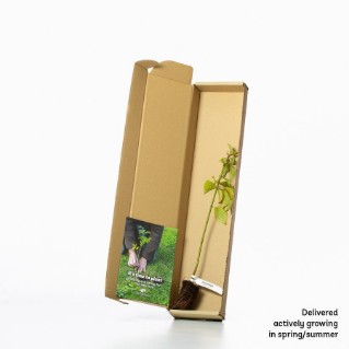 Dogwood sapling in a box