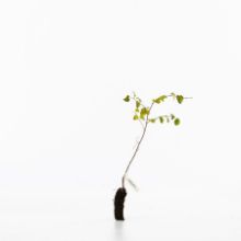 Downy birch sapling Downy birch sapling