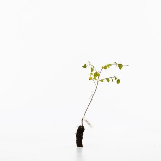 Downy birch sapling