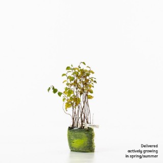 15 Downy birch sapling