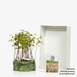 45 Downy birch sapling