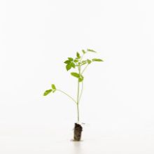 Elder sapling Elder sapling
