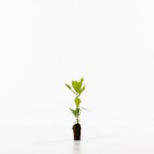 English oak sapling English oak sapling