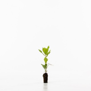 English oak sapling