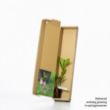 English oak sapling in a box