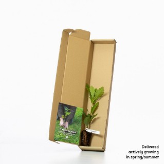 English oak sapling in a box
