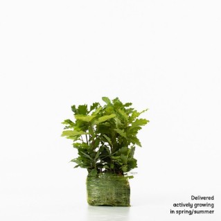 15 English oak saplings