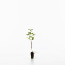 Field maple sapling Field maple sapling