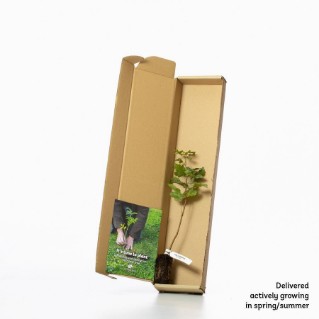 Field maple sapling in a box